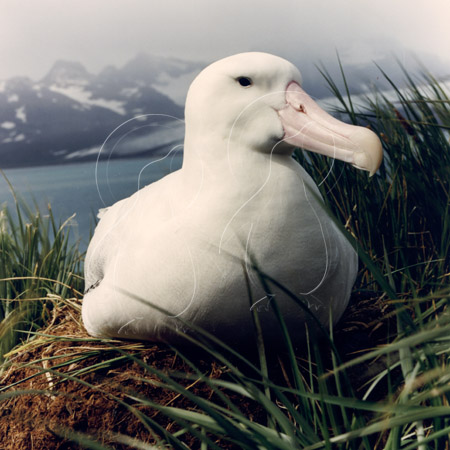 SGEALB0001 - Wandering Albatross