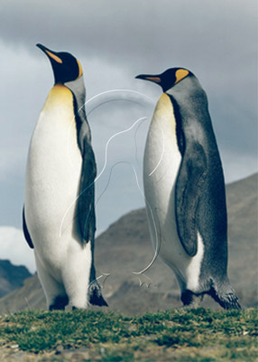 SGEKIN7003 - King Penguin