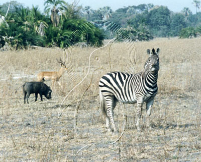 BOTZEB0009 - Zebra