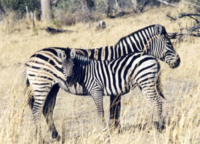 BOTZEB0006 - Zebra