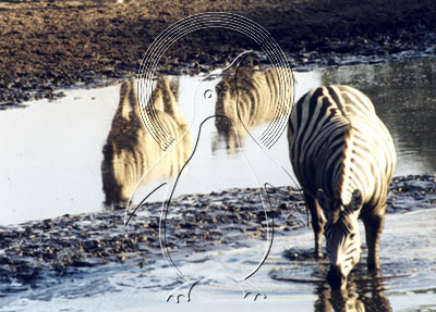 BOTZEB0003 - Zebra