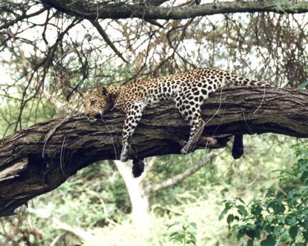 BOTLEO0005 - Leopard