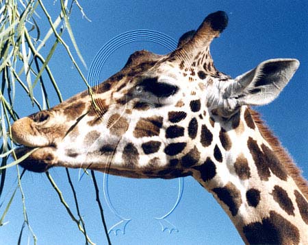BOTGIR0003 - Giraffe