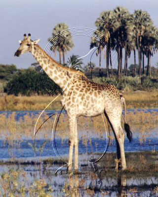 BOTGIR0001 - Giraffe