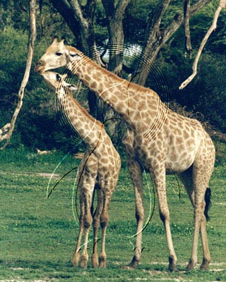 BOTGIR0006 - Giraffe