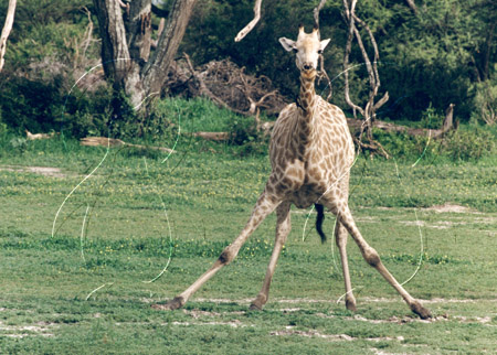 BOTGIR0005 - Giraffe