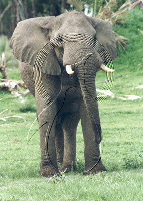 BOTELE0010 - Elephant