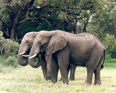 BOTELE0002 - Elephant
