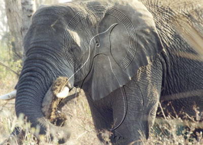 BOTELE0014 - Elephant