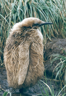 SGEKIN0046 - King Penguin