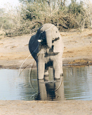BOTELE0006 - Elephant