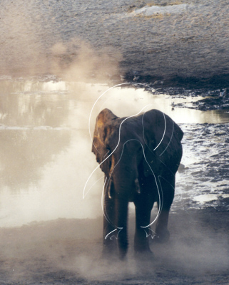 BOTELE7009 - Elephant
