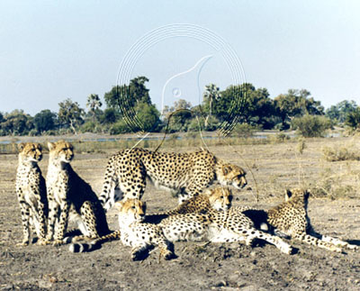 BOTCHE0002 - Cheetah
