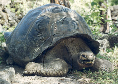 GALTOR0001 - Tortoise