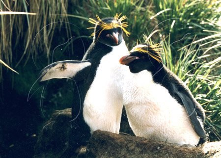 SGEMAC0006 - Macaroni Penguin