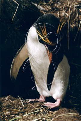 SGEMAC0009 - Macaroni Penguin