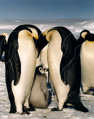 ANTEMPF028 - Antarctic  Emperor Penguin