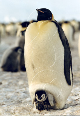 ANTEMPF037 - Antarctic Emperor Penguin