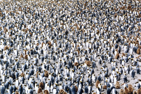 SGEKINF023 - King Penguin