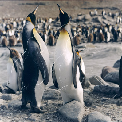 SGEKINF024 - King Penguin