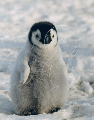ANTEMPF029 - Antarctic Emperor Penguin