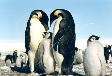 ANTEMPF036 - Antarctic Emperor Penguin
