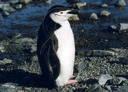 SGECHIF007 - Chinstrap Penguin