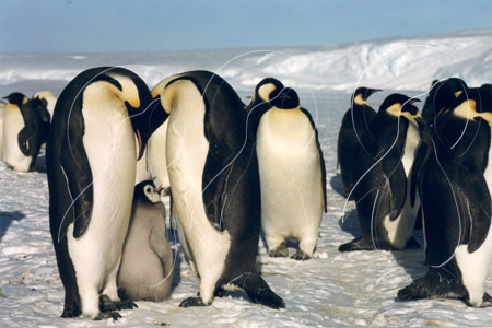 ANTEMPF034 - Antarctic Emperor Penguin