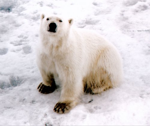 SPZPOB0001 - Polar Bear