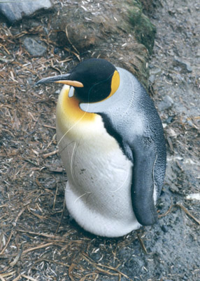 SGEKIN0014 - King Penguin