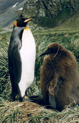 SGEKIN0008 - King Penguin
