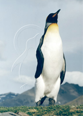 SGEKIN0003 - King Penguin