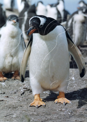 SGEGEN0015 - Gentoo Penguin