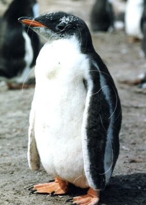 SGEGEN0007 - Gentoo Penguin