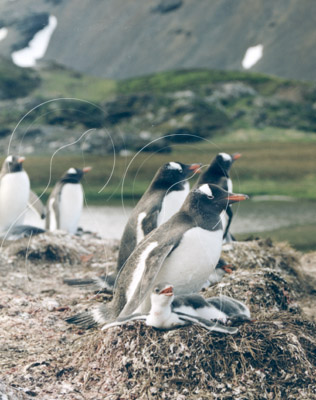 SGEGEN7026 - Gentoo Penguin