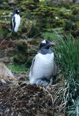 SGEGEN0004 - Gentoo Penguin